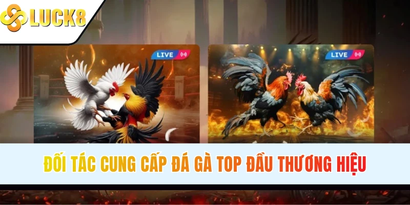 Đối tác cung cấp đá gà top đầu thương hiệu